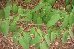 Desmos chinensis